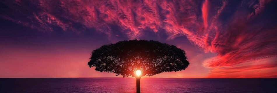 silhouette of tree near body of water during golden hour